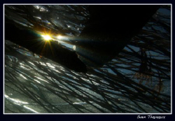Shining through the frozen surface... by Sven Tramaux 